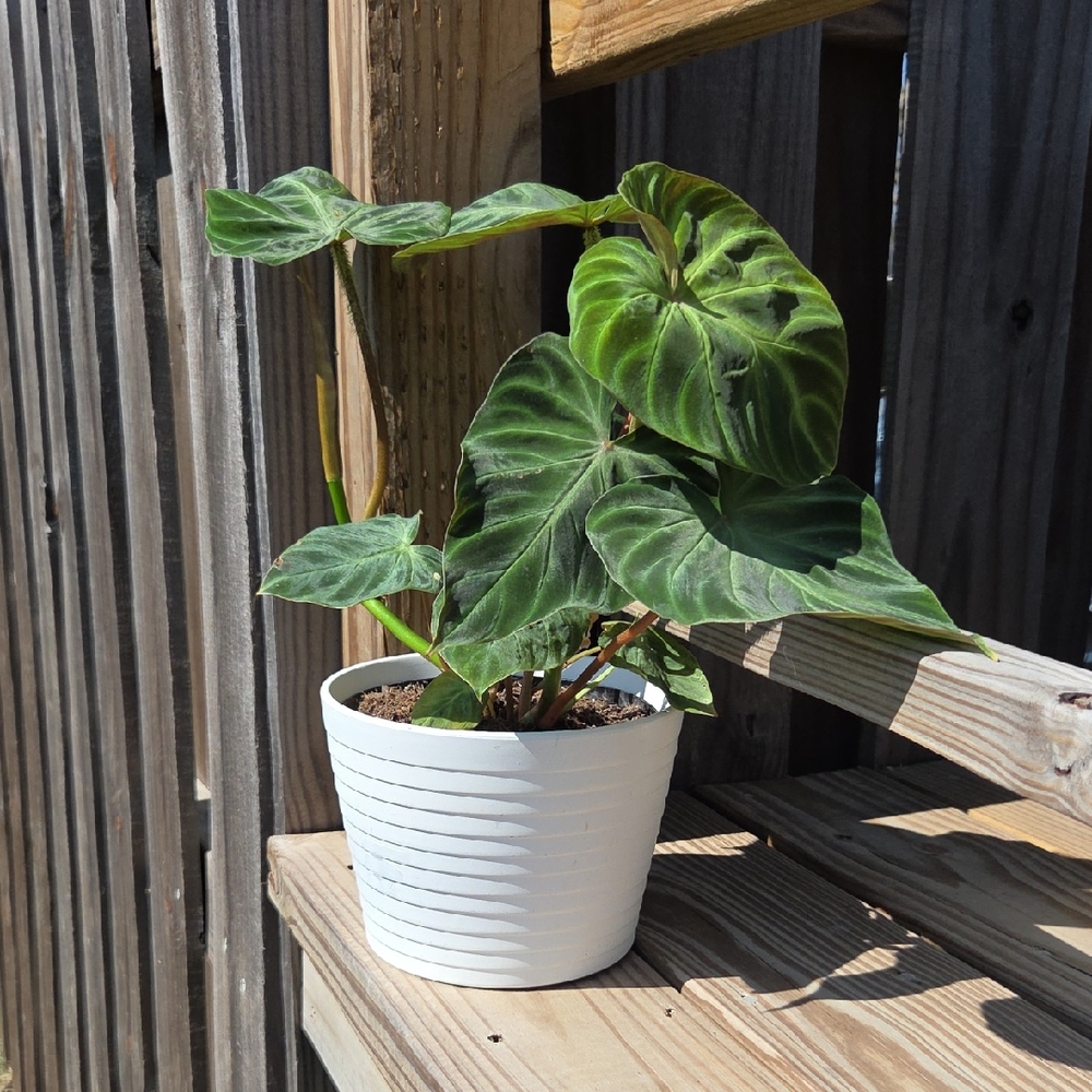 Ribbed Modern Ceramic Pottery 6.5" Planter